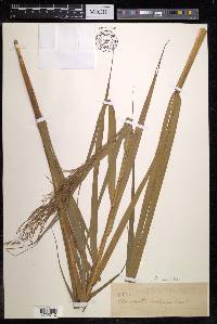 Phragmites australis image