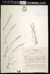 Poa diaphora image