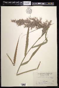 Phragmites australis image