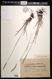 Phleum phleoides image