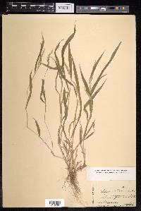 Setaria intermedia image