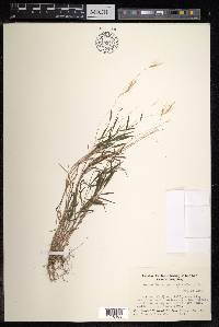Pogonatherum paniceum image
