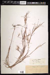 Pogonatherum paniceum image