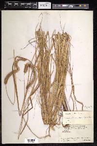 Setaria pumila image