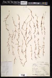 Schizachyrium brevifolium image