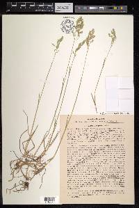 Poa pratensis subsp. irrigata image