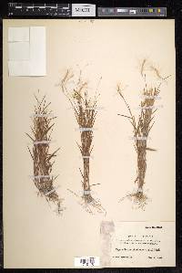 Pogonatherum paniceum image
