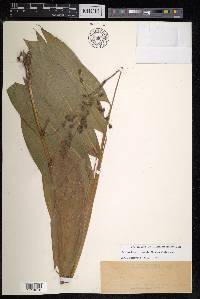 Scrotochloa urceolata image