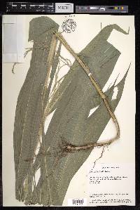 Setaria megaphylla image