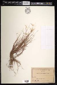 Pogonatherum crinitum image