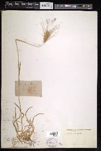 Dasypyrum villosum image