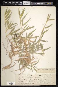 Thuarea involuta image