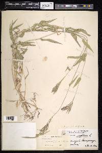 Urochloa reptans image