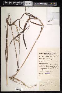 Spodiopogon sibiricus image