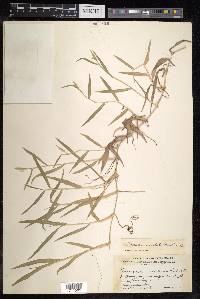 Thuarea involuta image