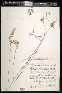 Trisetum sibiricum image