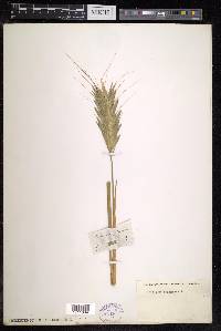 Triticum polonicum image
