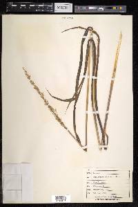 Spodiopogon sibiricus image