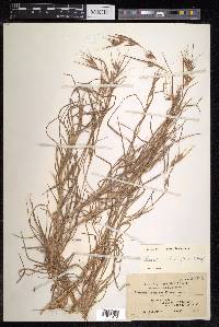 Themeda australis image