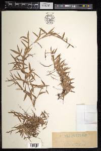 Thuarea involuta image