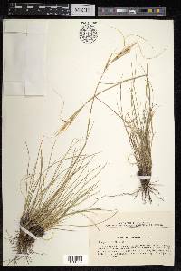 Stipa caucasica image