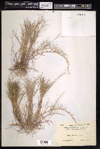 Zoysia tenuifolia image