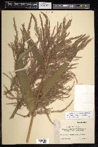 Thysanolaena latifolia image