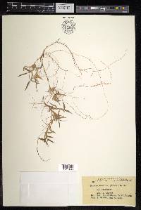 Thuarea involuta image