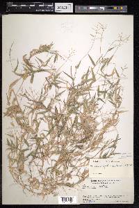 Urochloa reptans image