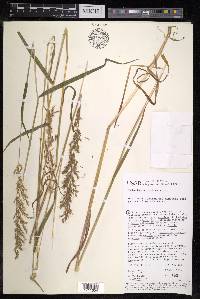 Trisetum sibiricum image