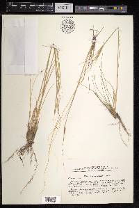 Stipa pulcherrima image