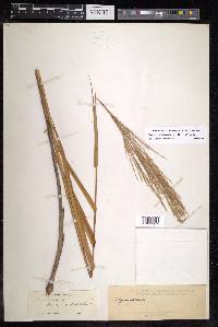 Thysanolaena latifolia image