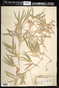 Thuarea involuta image