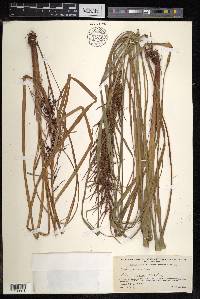 Carex baccans image