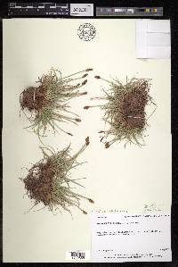 Carex alatauensis image