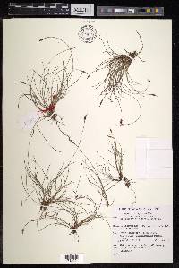 Carex capillacea image