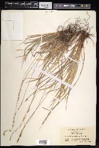 Carex blepharicarpa image