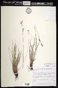 Carex pediformis image