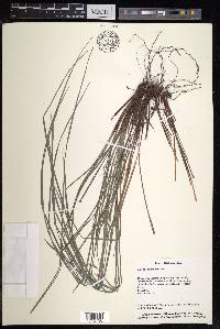 Carex bodinieri image