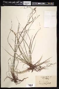 Carex conica image