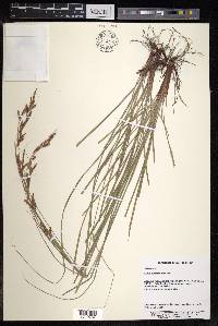 Carex bodinieri image