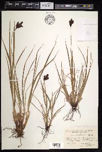 Carex aterrima image