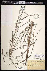 Carex brunnea image