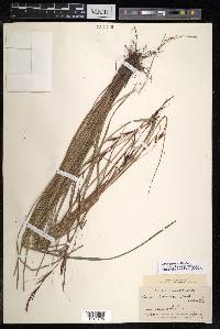 Carex brunnea image