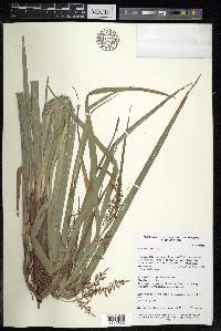 Carex baccans image