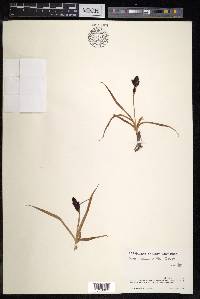 Carex melanantha image