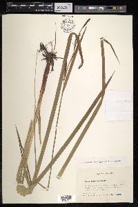 Carex dispalata image