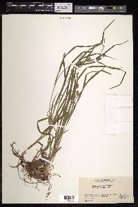 Carex japonica image