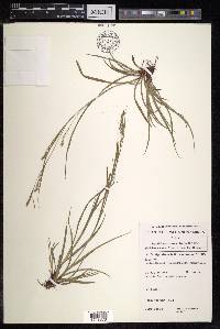 Carex finitima image