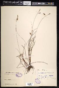 Carex limosa image